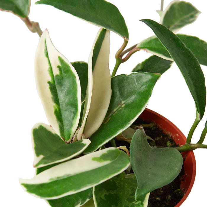 tricolor indoor plants Hoya Carnosa 'Tricolor' | Indoor Plant | Tropical Plant | Potted Plant