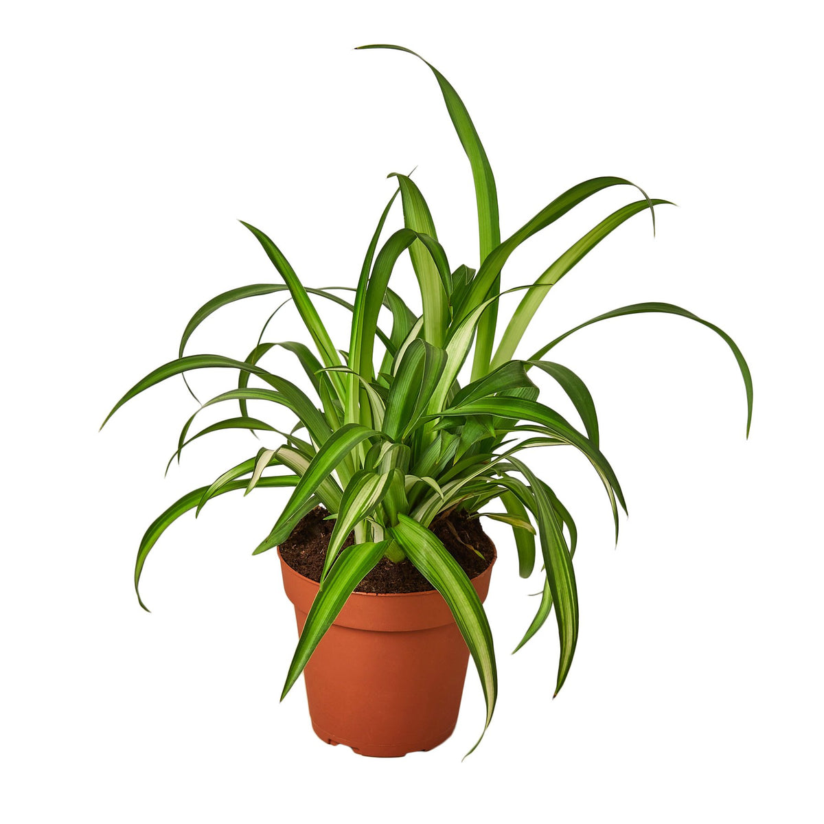 small spider plant Spider Plant Hawaiian