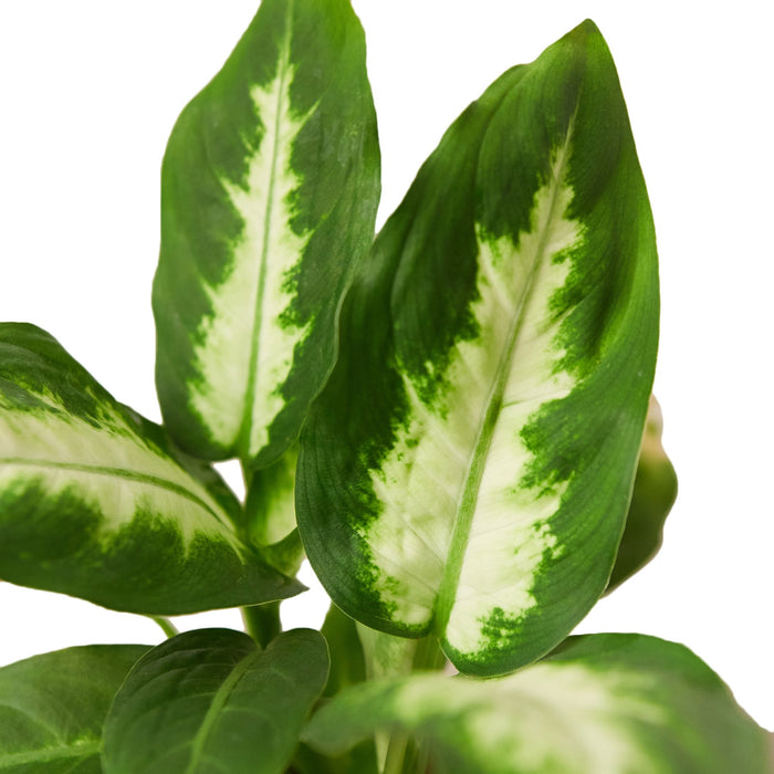 dieffenbachia camille repot Dieffenbachia Camille | Dumb Cane