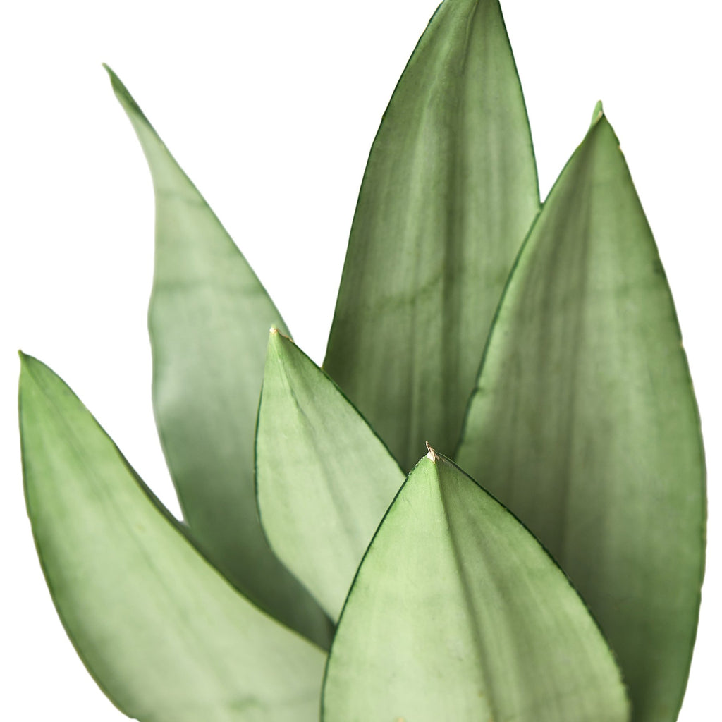 bulk snake plants Snake Plant Moonshine | Indoor Plant | Tropical Plant | Potted Plant