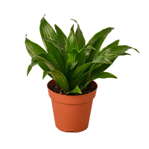 dracaena plant for sale Dracaena 'Janet Craig'