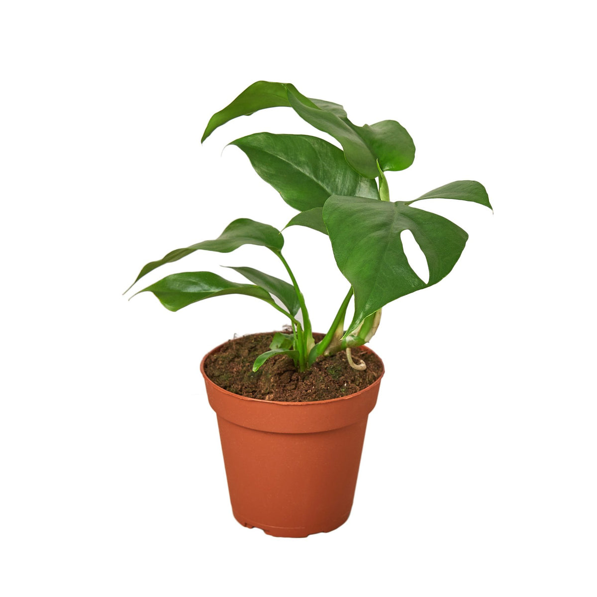 Philodendron Mini Monstera Minima | Indoor Plant | Tropical Plant | Potted  Plant