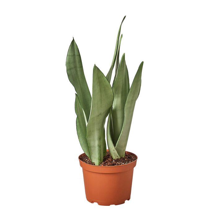 snake plant bulk Snake Plant Moonshine | Indoor Plant | Tropical Plant | Potted Plant