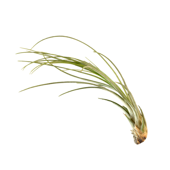 air plant juncea Tillandsia Air Plant Juncea