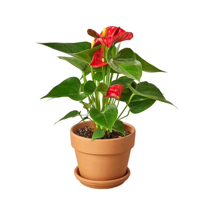 anthurium plant sale Anthurium 'Red' | Indoor Plant | Tropical Plant | Potted Plant