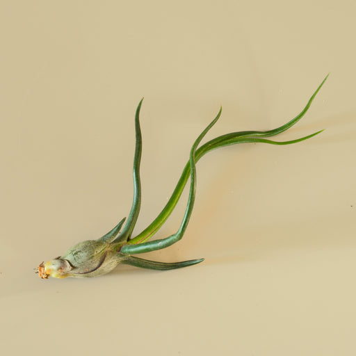 Tillandsia Air Plant Bulbosa - 10 Pack - House Plant Shop