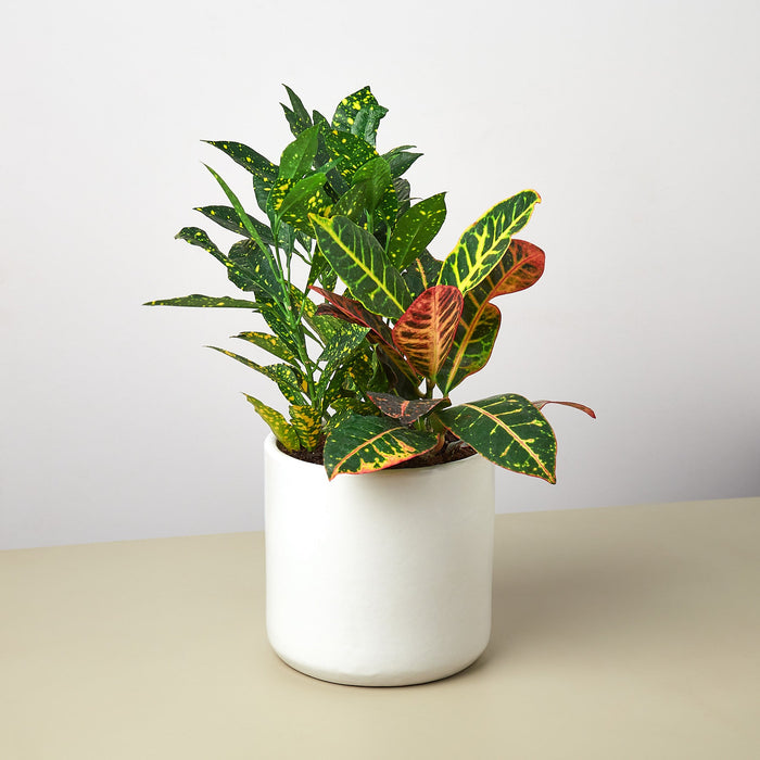 Pre-Potted Crotons Gift Arrangement