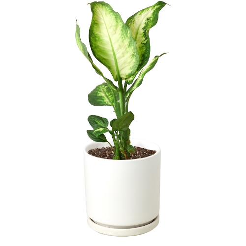 dieffenbachia camille replant Dieffenbachia Camille | Dumb Cane