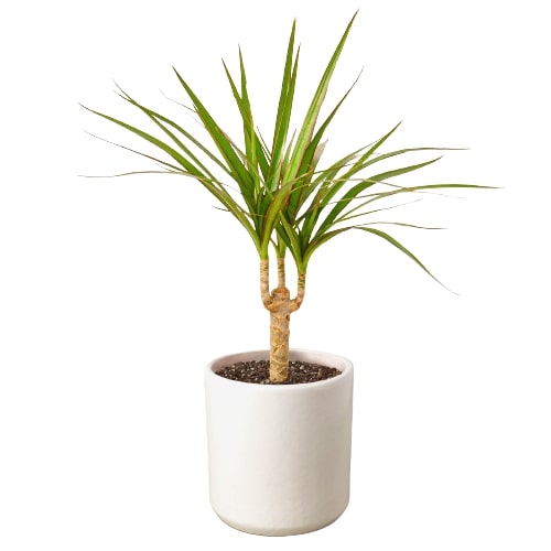 dracaena chinto Dracaena 'Marginata Cane' | Indoor Plant | Tropical Plant