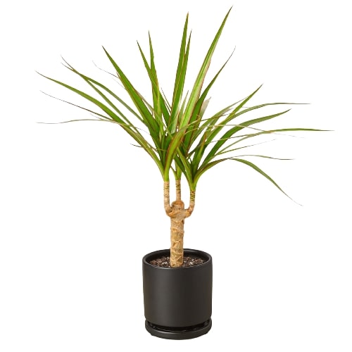 where to buy dracaena marginata Dracaena 'Marginata Cane' | Indoor Plant | Tropical Plant