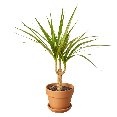 large dracaena plant for sale Dracaena 'Marginata Cane' | Indoor Plant | Tropical Plant