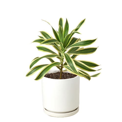 dracaena india Dracaena 'Song of India'