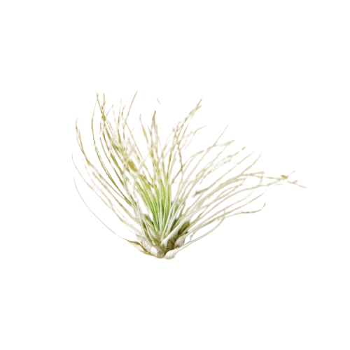 fuchsii air plant Tillandsia Fuchsii Air Plant - Easy Care - Great in Terrariums - Air Filtering