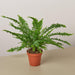 4" potted Jester's Crown Fern