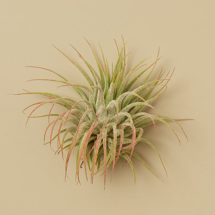 tillandsia indoor plant Tillandsia Air Plant Ionantha — House Plant Wholesale