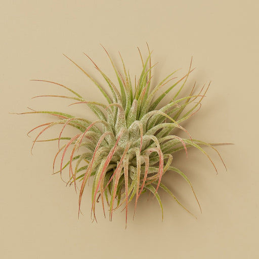 Tillandsia Air Plant Kolby - 5 Pack - House Plant Shop