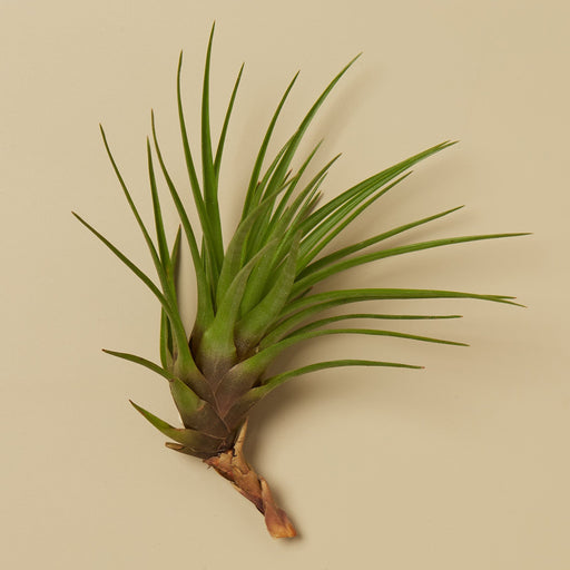 Tillandsia Air Plant Tricolor w/ Fertilizer - House Plant Shop