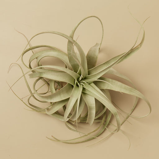 Tillandsia Air Plant Xerographica - 3 Pack - House Plant Shop