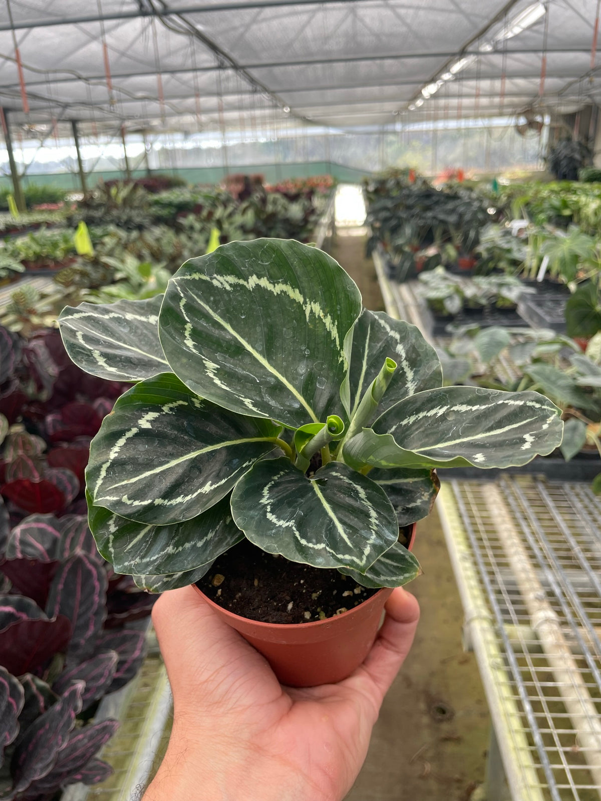 Calathea 'Green Goddess' | Indoor Plant | Tropical Plant | Potted