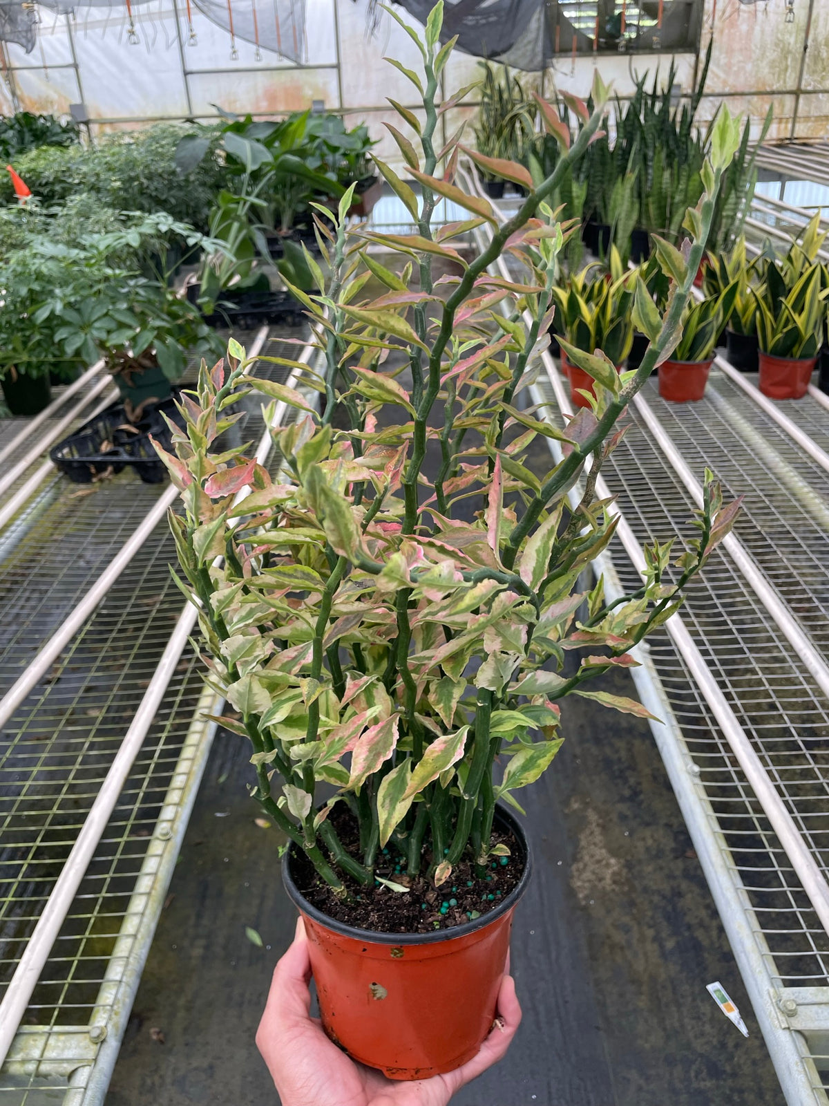 devil's backbone plant indoor or outdoor Variegated Devil's Backbone Euphorbia
