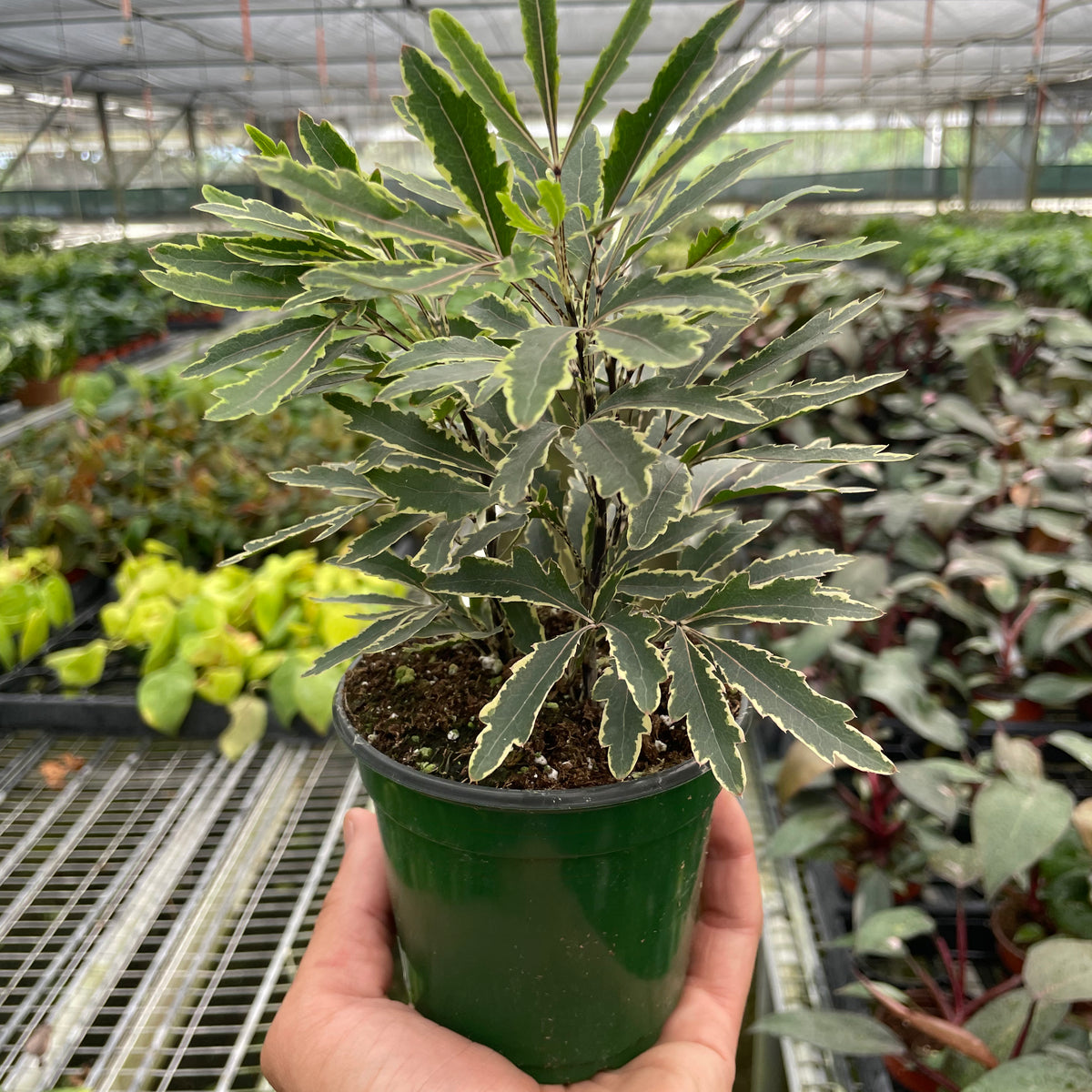 false aralia indoor plant Aralia 'Bianca'