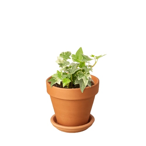 english ivy indoor plant buy English Ivy 'Glacier' | Indoor Plant | Tropical Plant | Potted Plant