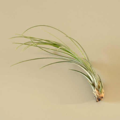 Tillandsia Air Plant Juncea - 5 Pack - House Plant Shop