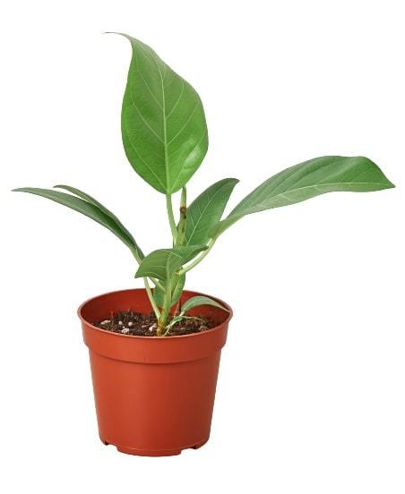 ficus audrey for sale Ficus 'Audrey'