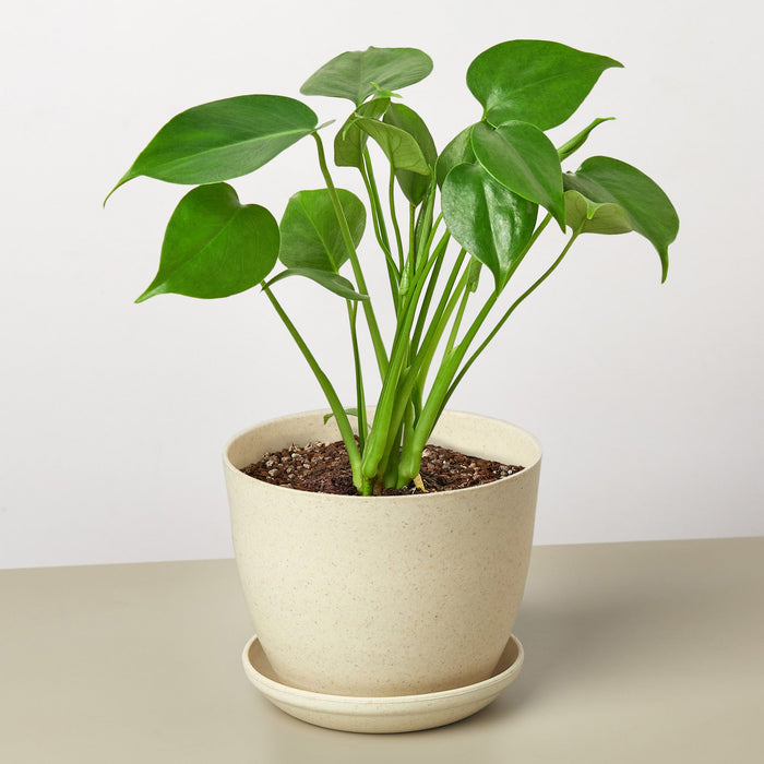 split plant pots Monstera 'Split-Leaf'
