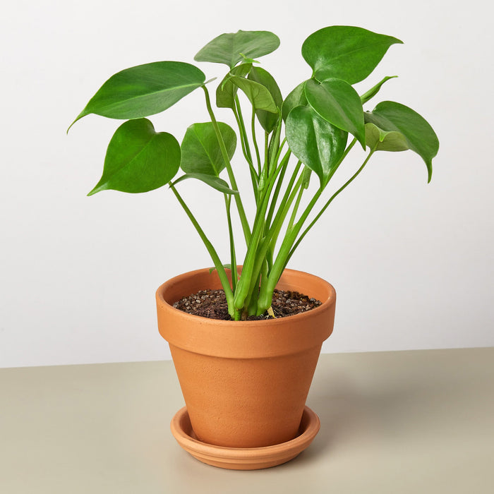 philodendron monstera indoors Monstera 'Split-Leaf'