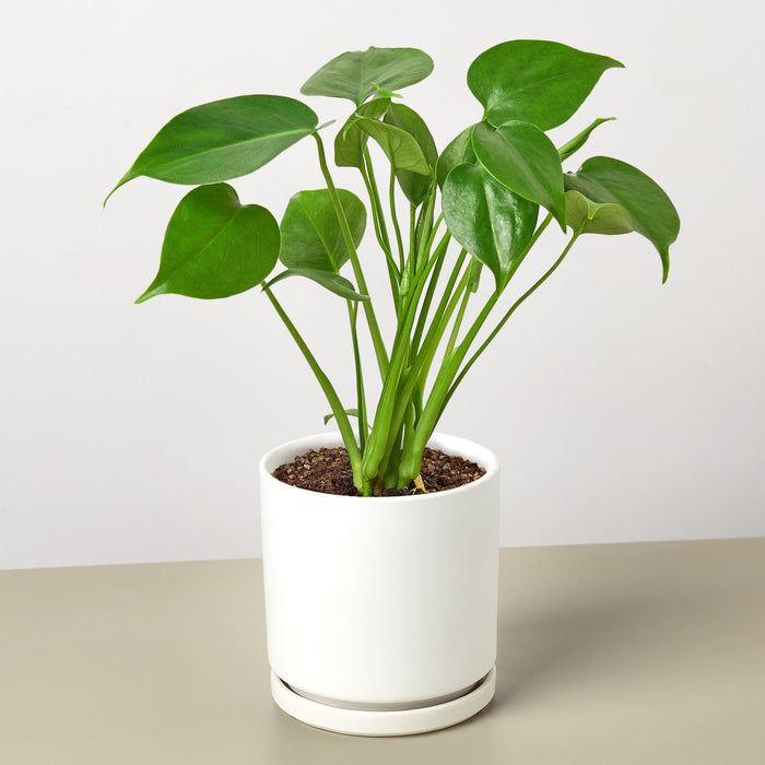 clone monstera Monstera 'Split-Leaf'