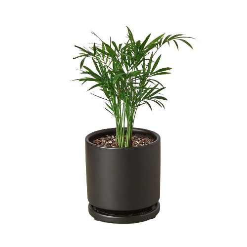 parlor palm price Parlor Palm | Indoor Plant | Tropical Plant | Chamaedorea elegans | Potted Plant