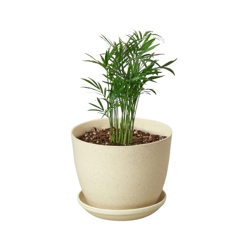 houseplant parlor palm Parlor Palm | Indoor Plant | Tropical Plant | Chamaedorea elegans | Potted Plant