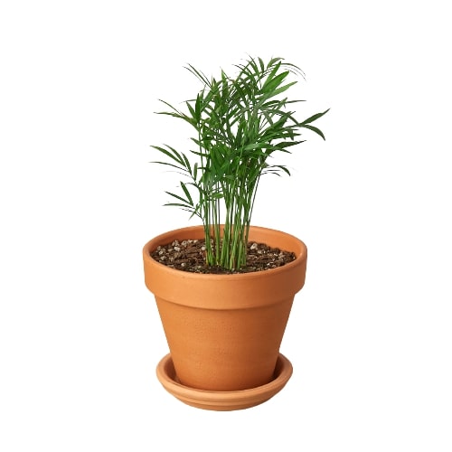 mini parlor palm Parlor Palm | Indoor Plant | Tropical Plant | Chamaedorea elegans | Potted Plant