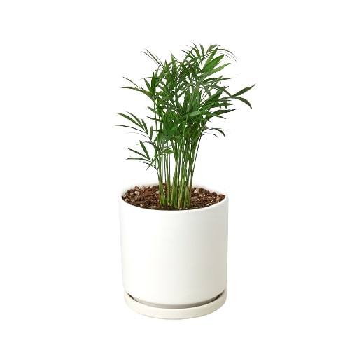 big parlor palm Parlor Palm | Indoor Plant | Tropical Plant | Chamaedorea elegans | Potted Plant