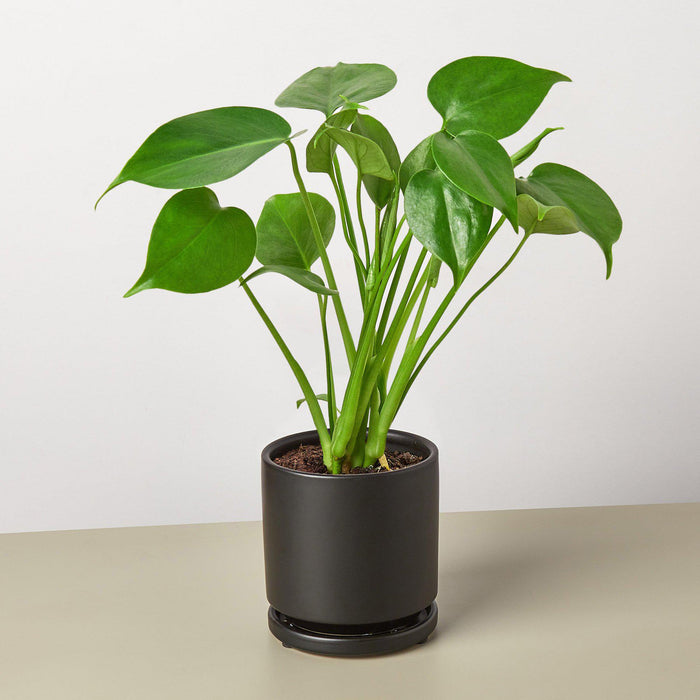 baby monstera vs philodendron Monstera 'Split-Leaf'