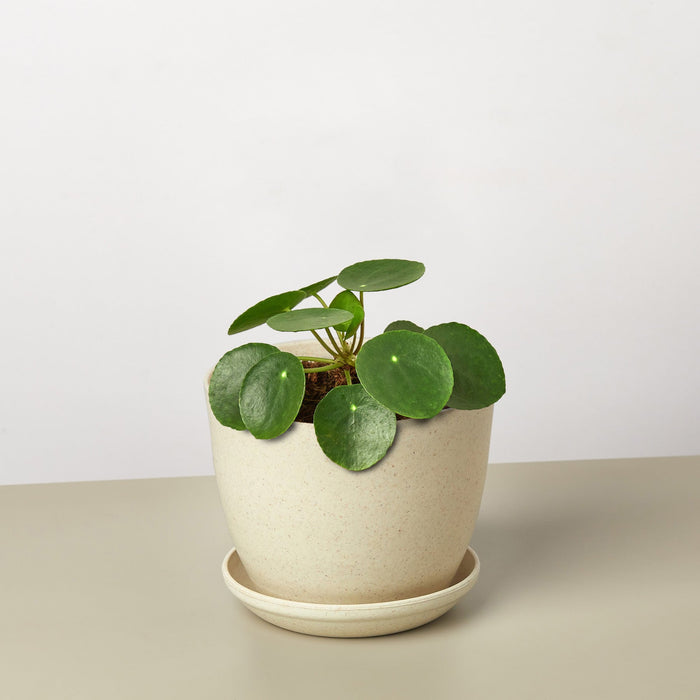 chinese money plant to buy Pilea Peperomioides 'Chinese Money' | Indoor Plant | Tropical Plant | Potted Plant