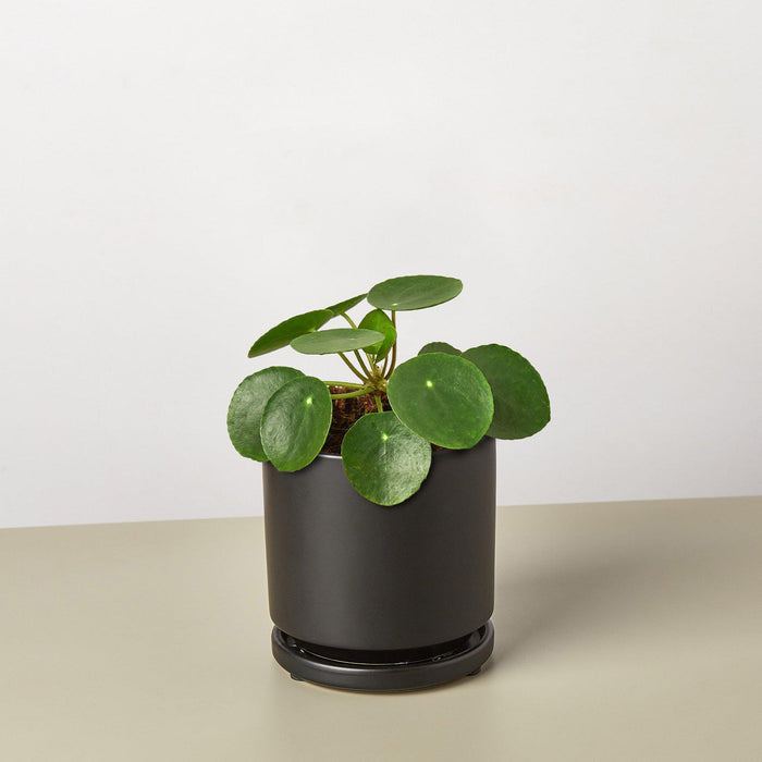chinese money plant ebay Pilea Peperomioides 'Chinese Money' | Indoor Plant | Tropical Plant | Potted Plant