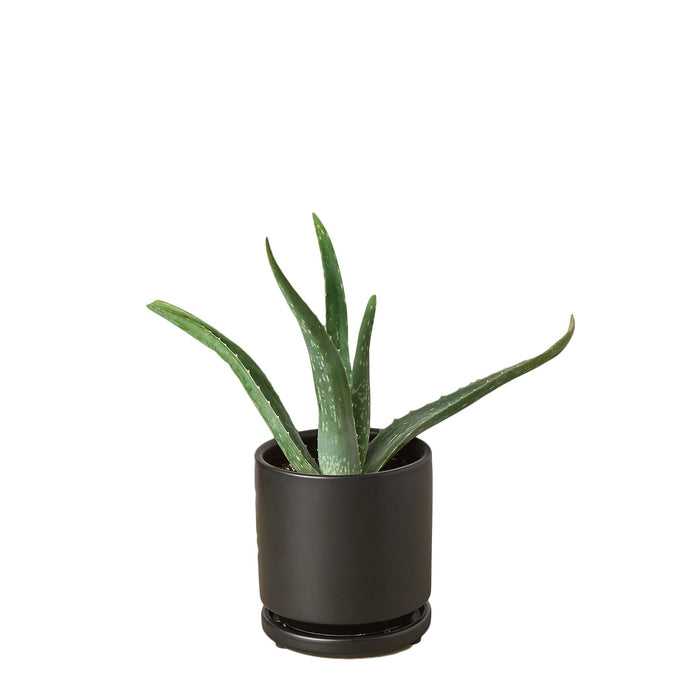 potted aloe vera plant for sale Aloe Vera | Indoor Plant | Tropical Plant | Potted Plant
