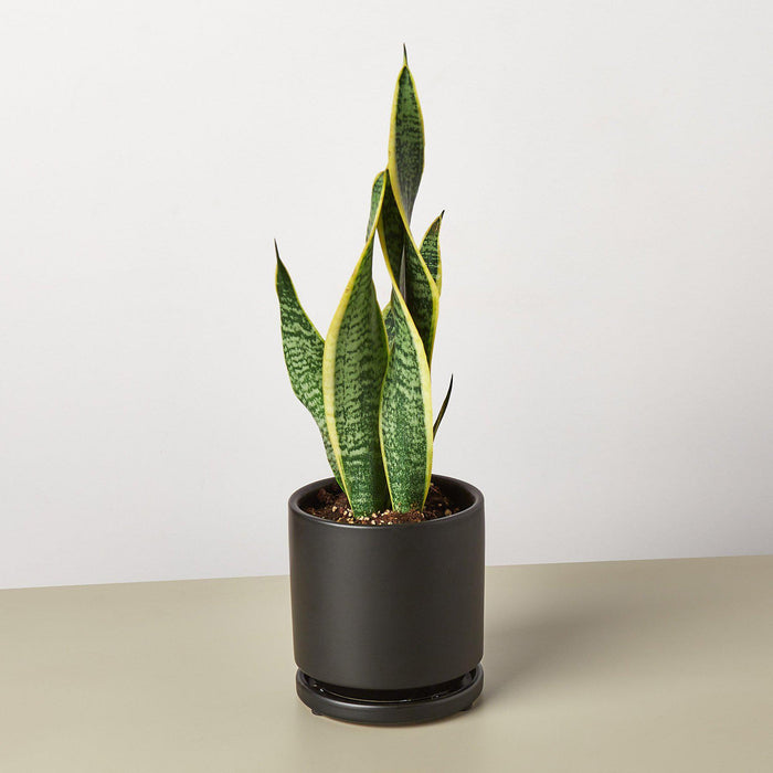 shop snake plant Snake Plant 'Laurentii' | Indoor Plant | Tropical Plant | Potted Plant