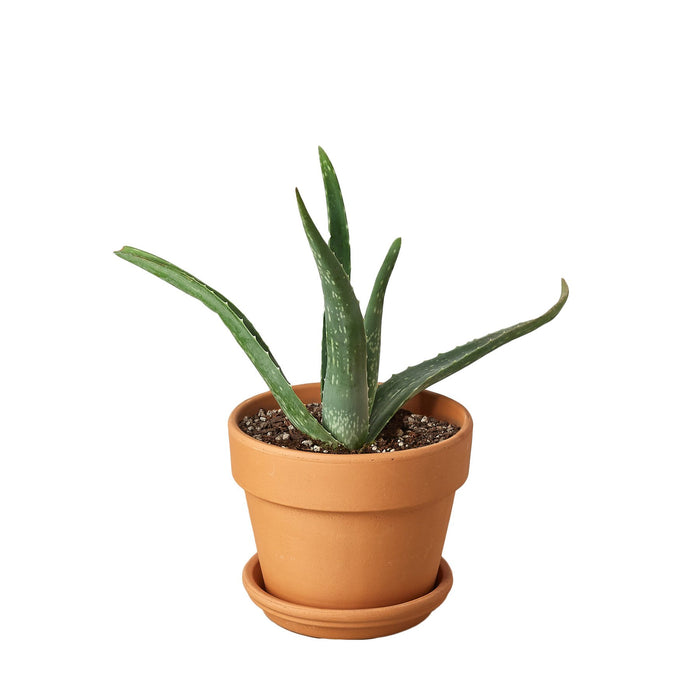 where can i buy a real aloe vera plant Aloe Vera | Indoor Plant | Tropical Plant | Potted Plant