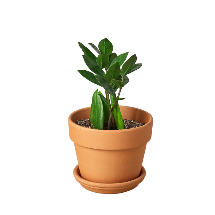 mini zz plant Zamioculcas Zamiifolia ZZ | Indoor Plant | Tropical Plant | Potted Plant