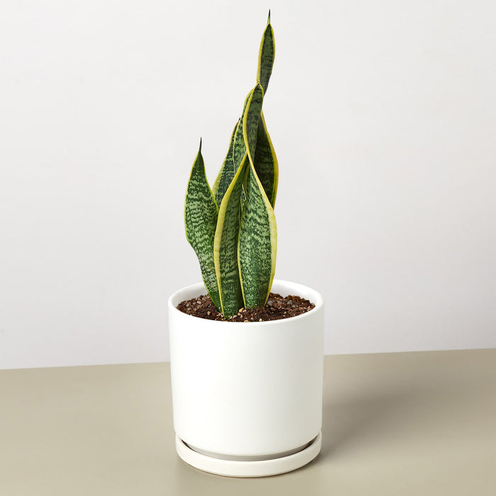 sansevieria laurentii for sale Snake Plant 'Laurentii' | Indoor Plant | Tropical Plant | Potted Plant