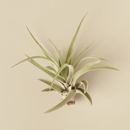 10pk Veluntina Air Plants - House Plant Shop