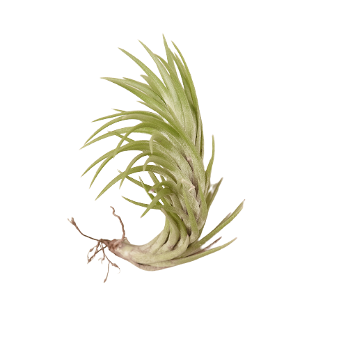 air plant bulk Tillandsia Air Plant Araujei