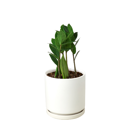 white zz plant for sale Zamioculcas Zamiifolia ZZ | Indoor Plant | Tropical Plant | Potted Plant