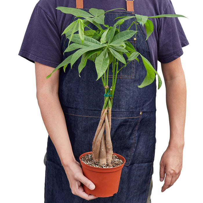 money tree plant latin name Money Tree 'Guiana Chestnut' Pachira Braid