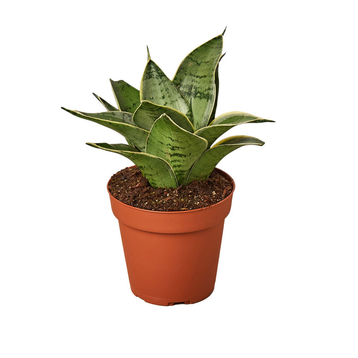 sansevieria misty star Snake Plant 'Misty Star'