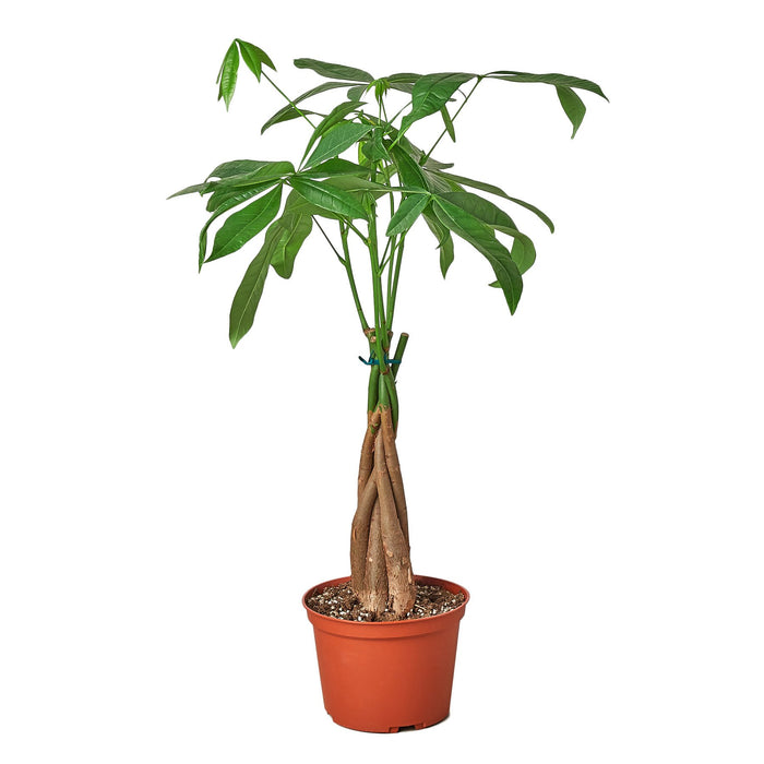 money tree id Money Tree 'Guiana Chestnut' Pachira Braid