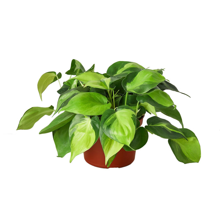 pothos brasil Philodendron 'Brasil' | Indoor Plant | Tropical Plant | Potted Plant